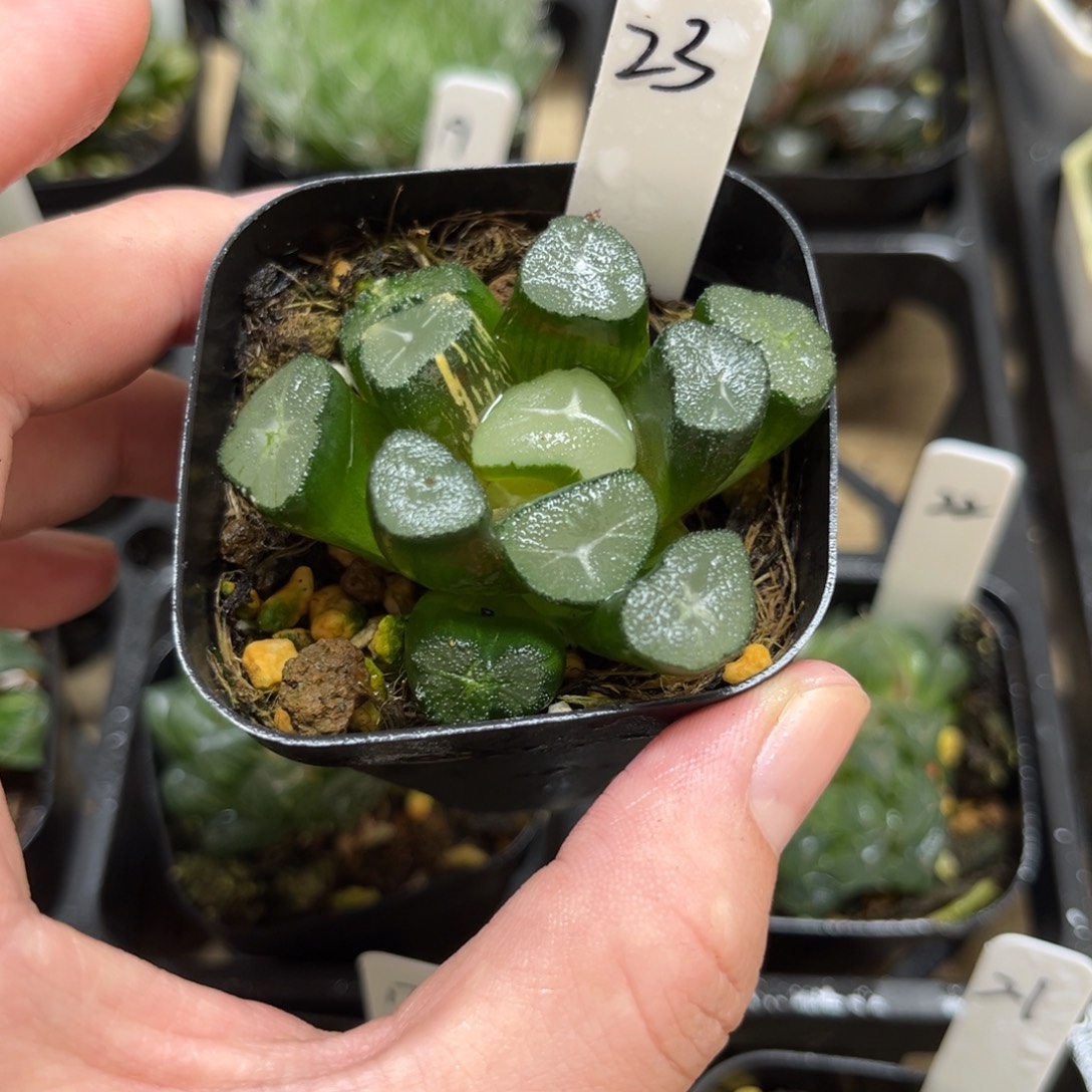 23玉龙万象锦一物一拍