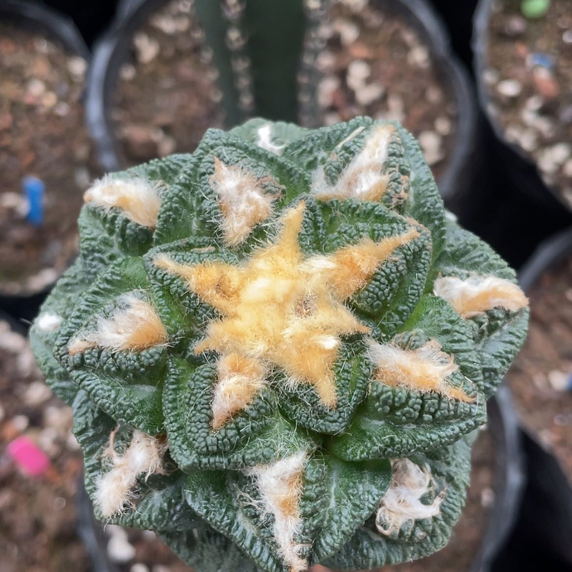 【闪购商品】嫁接金毛辛顿龟，7.2