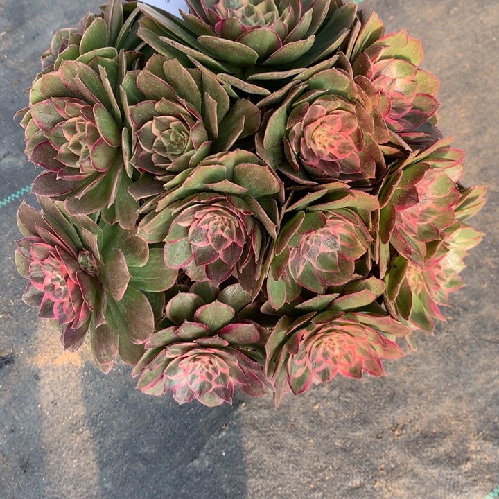 128莲花座多肉植物