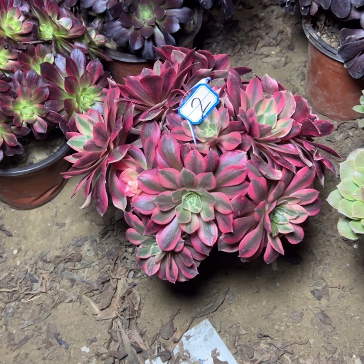 多肉植物红女妖2法师