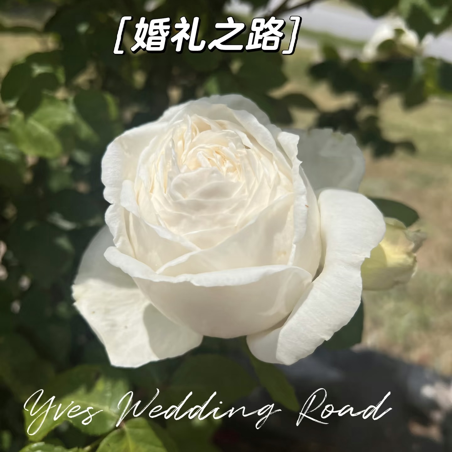 1加仑盆【独颗 婚礼之路】月季玫瑰直播云南精品盆栽花卉四季开花