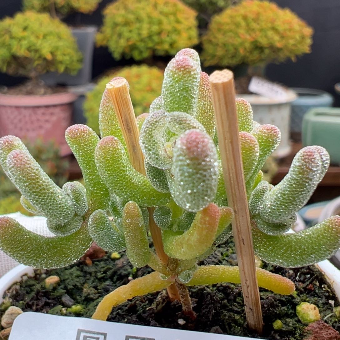 u820小小小冰晶锦冠幅3.8cm