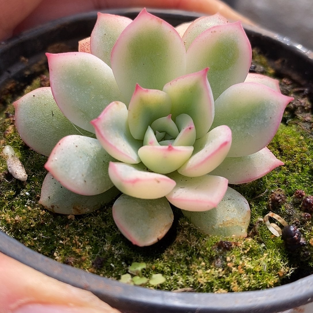 618雨燕座哈哈哈哈哈