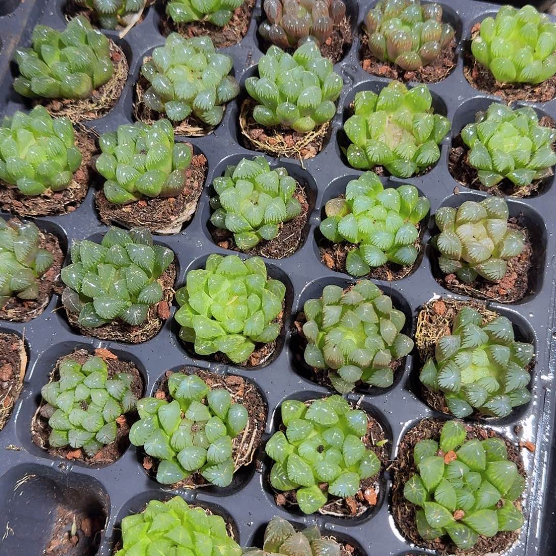 50孔优选8颗玉露福利