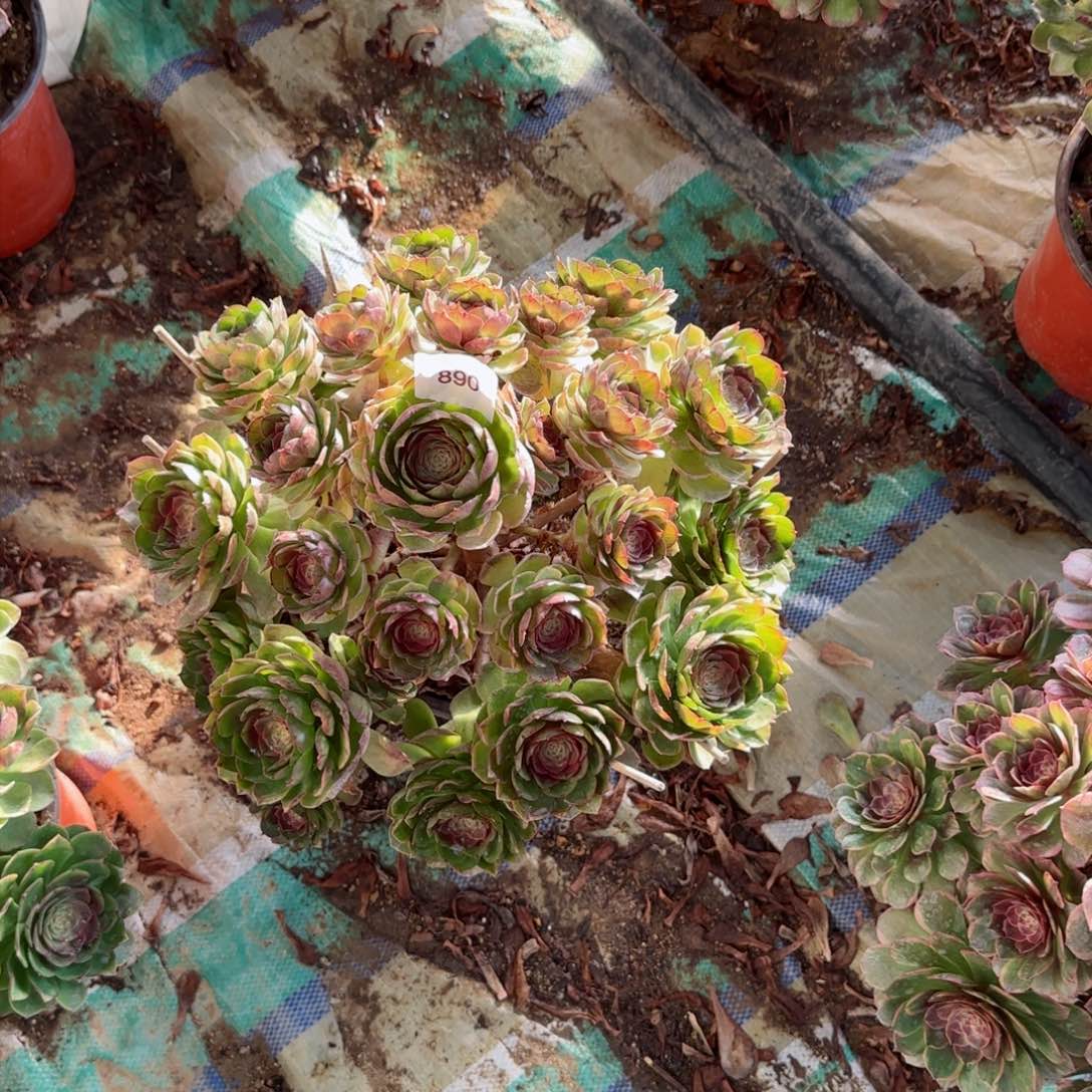 黑魔法师多肉890