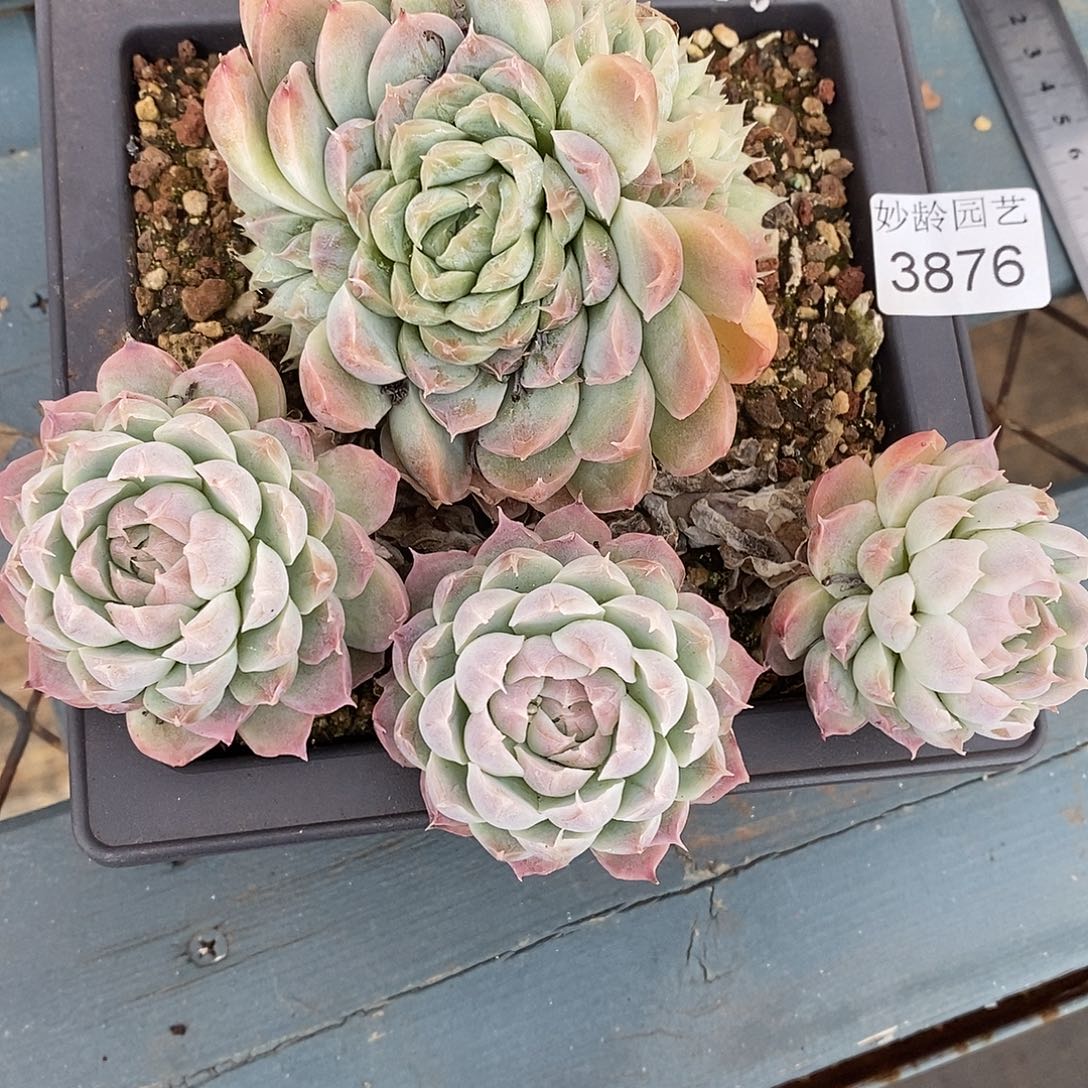 秋***歌3876掉头不售后-12厘米