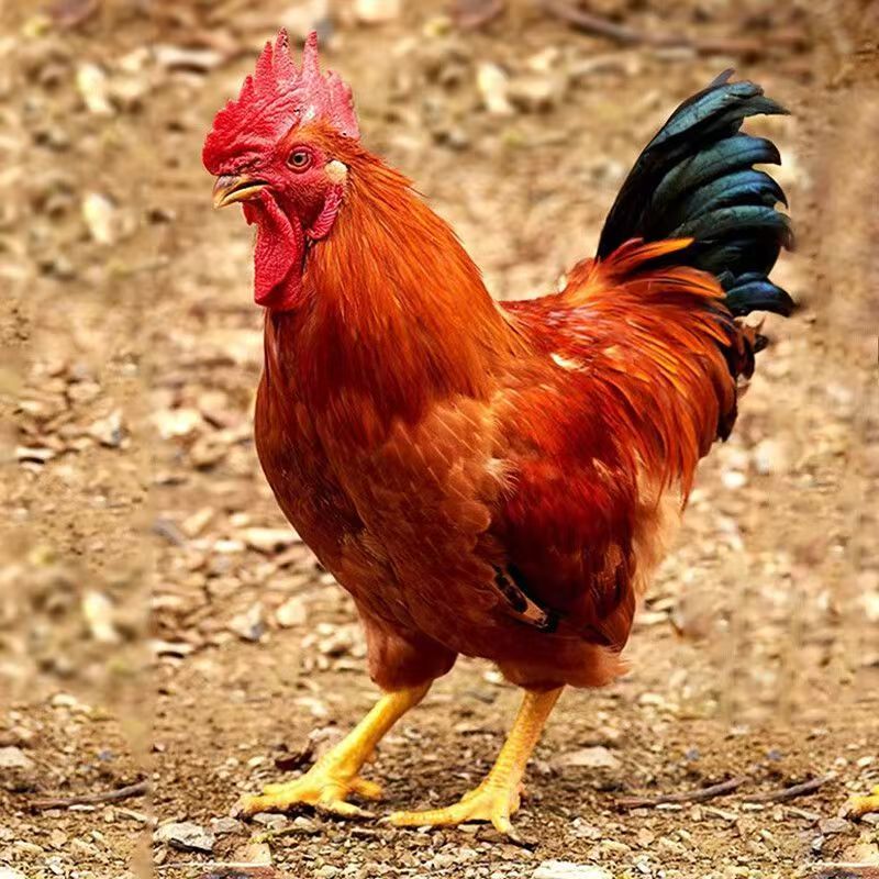 现杀散养大公鸡3只单只毛重5斤多净重共9-10斤