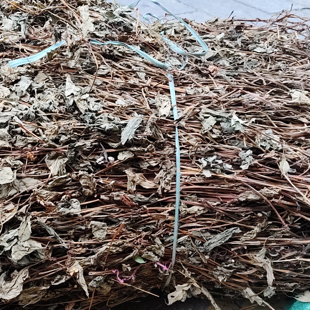 鱼腥草整颗凉茶中药材新鲜晒干折耳根中草药鱼星草