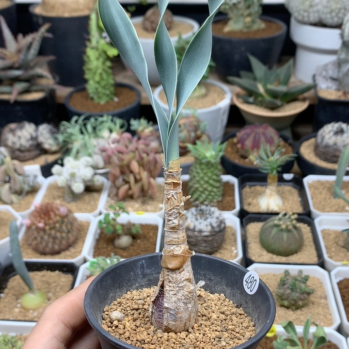 产地巨凤之卵带盆480