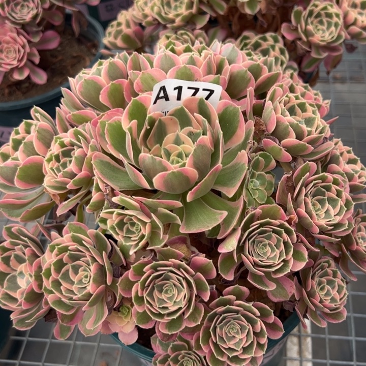 177妖月25厘米半木质