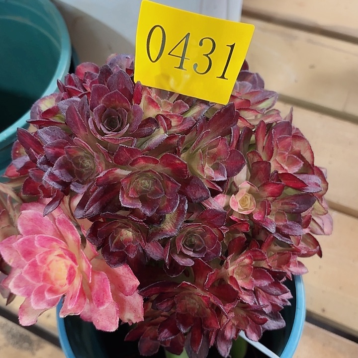 多肉植物海王七彩花0431