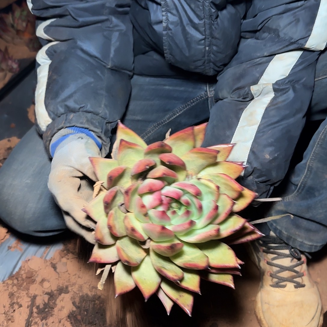 地栽大单头弗兰克多肉1棵