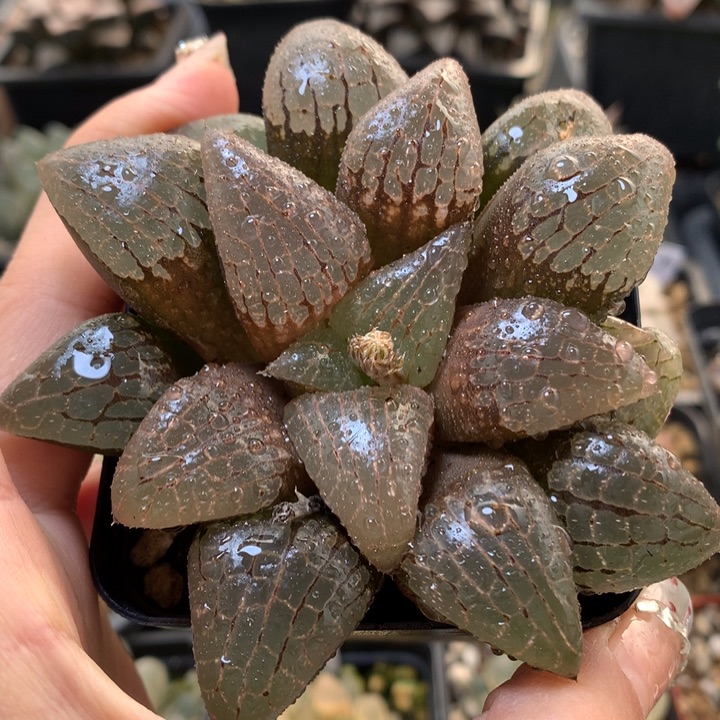 实生寿带盆土发货