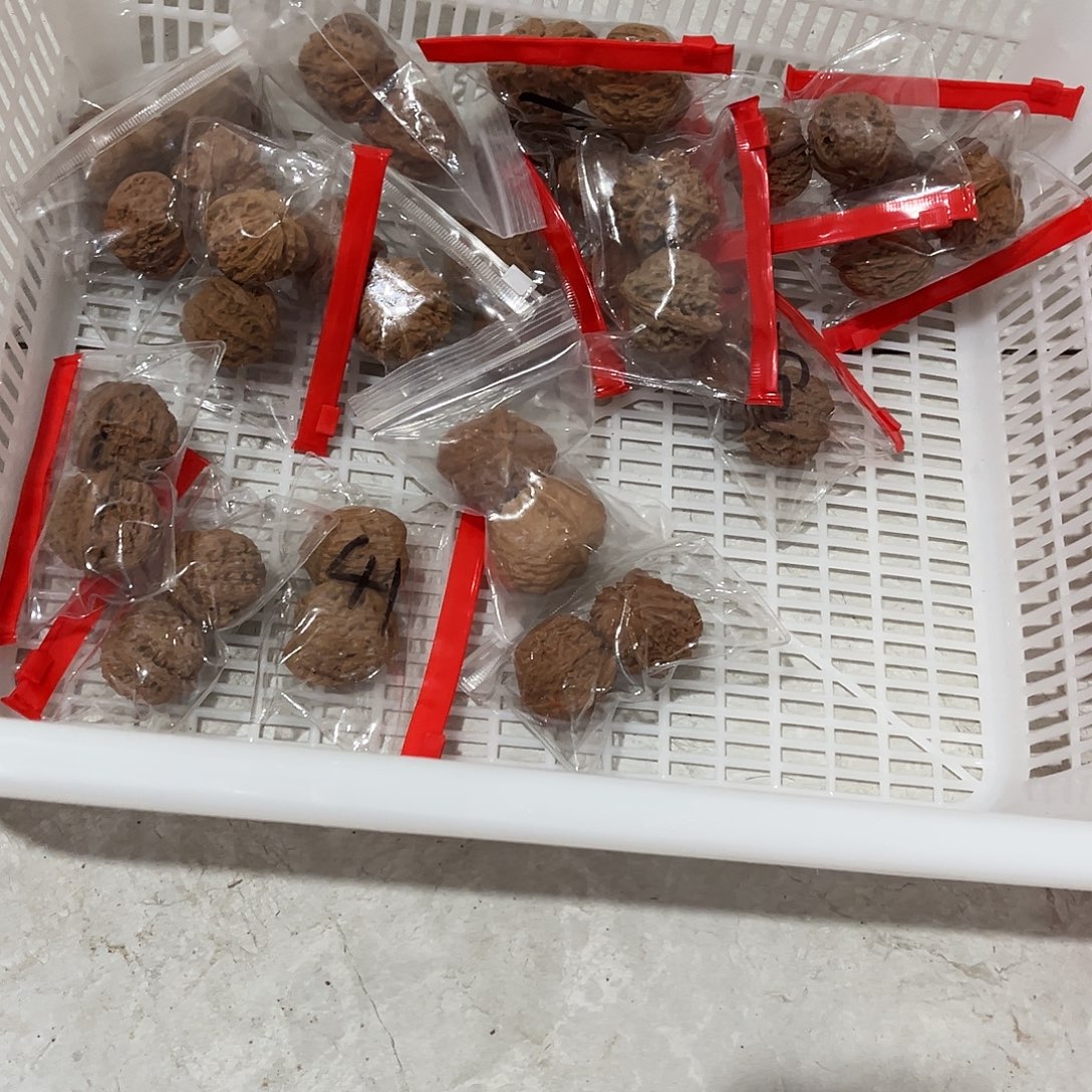 石***禄核桃文玩核桃一筐罗兰