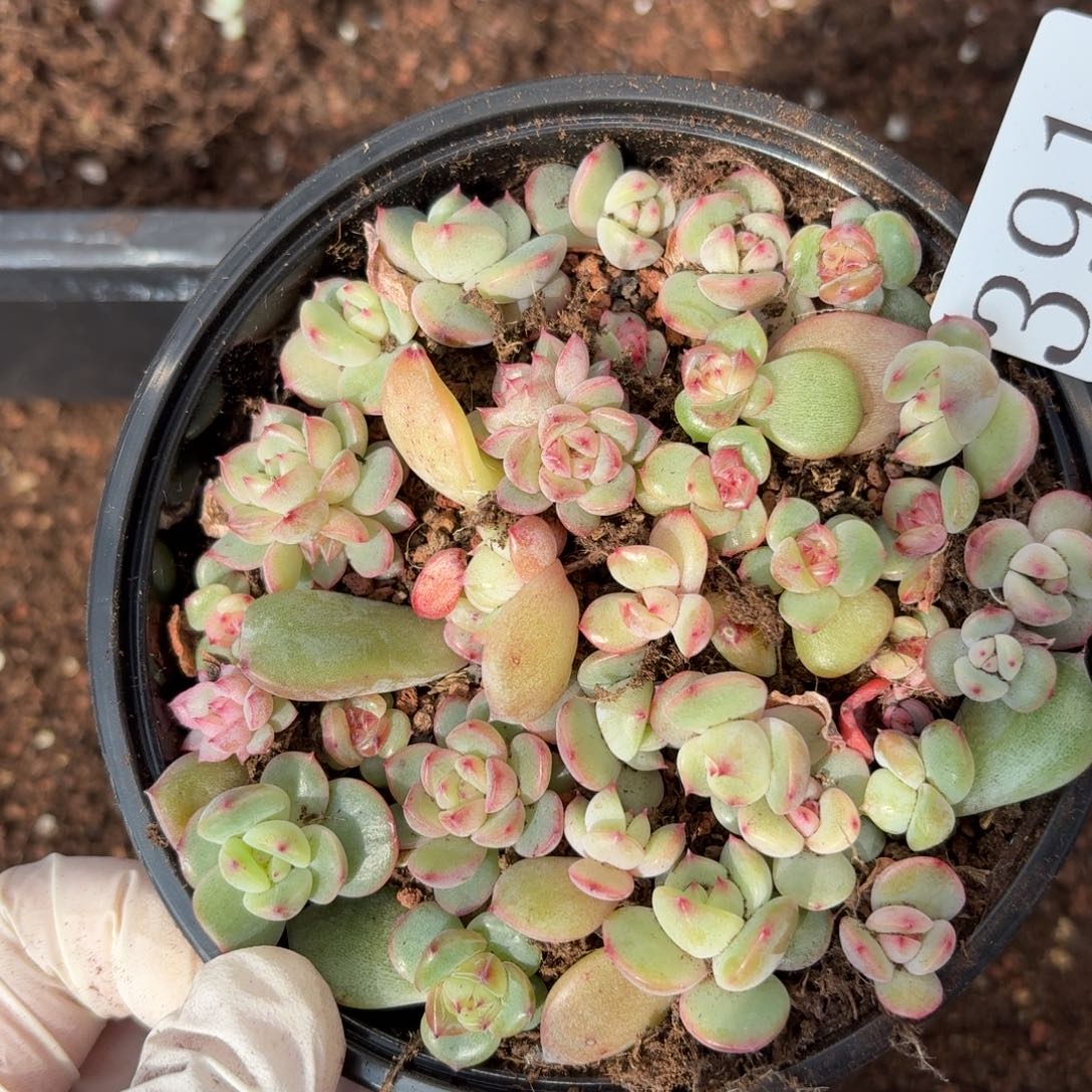 多肉植物多肉植物391