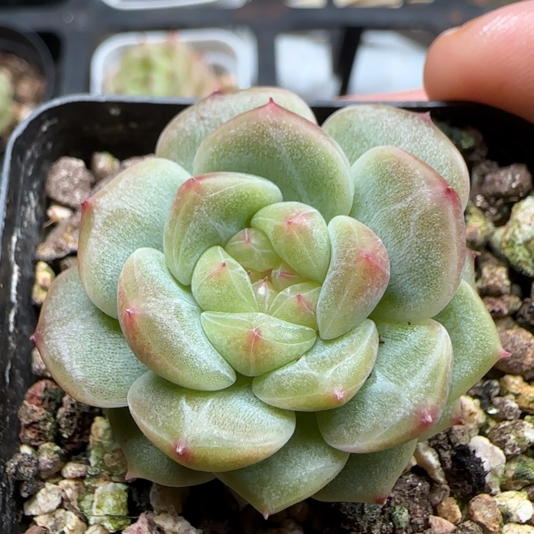 一物一拍甘棠25103