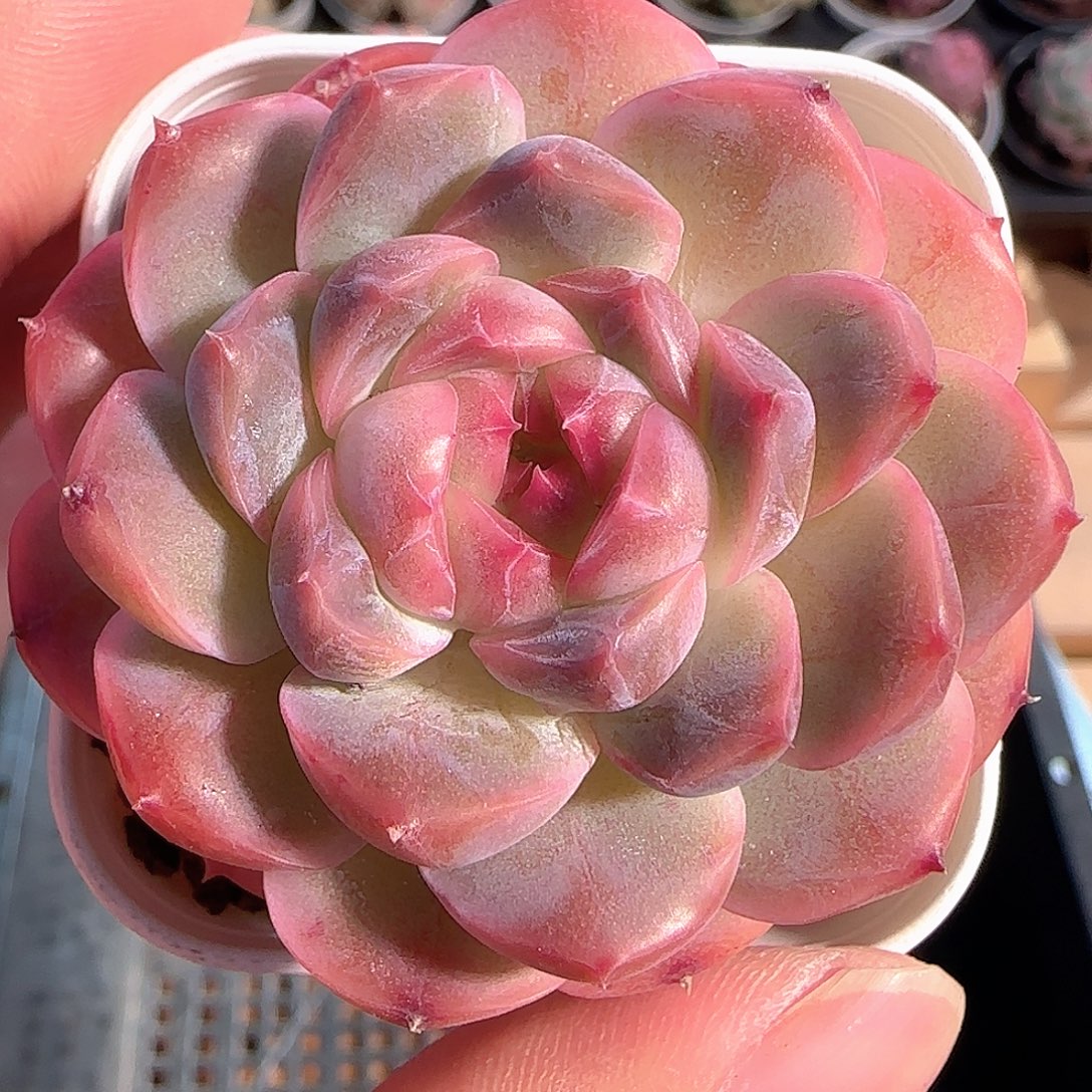 多肉1210-157糖心