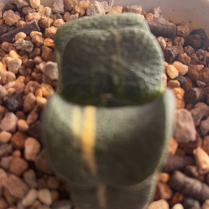 60脱土发货11111111