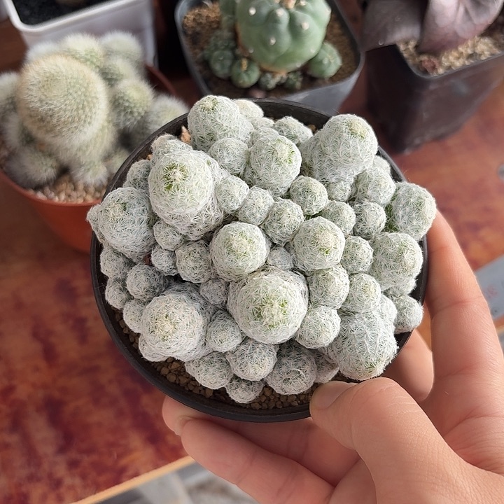 姬春星仙人球123