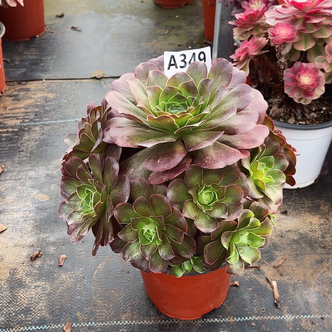 断枝媚金玫瑰349多肉