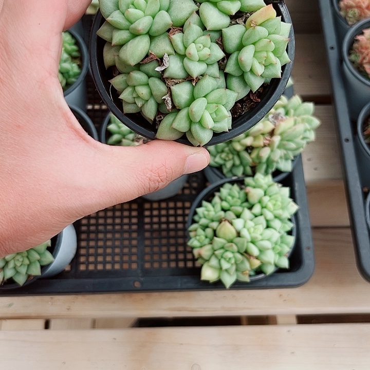 黄金象牙多肉植物