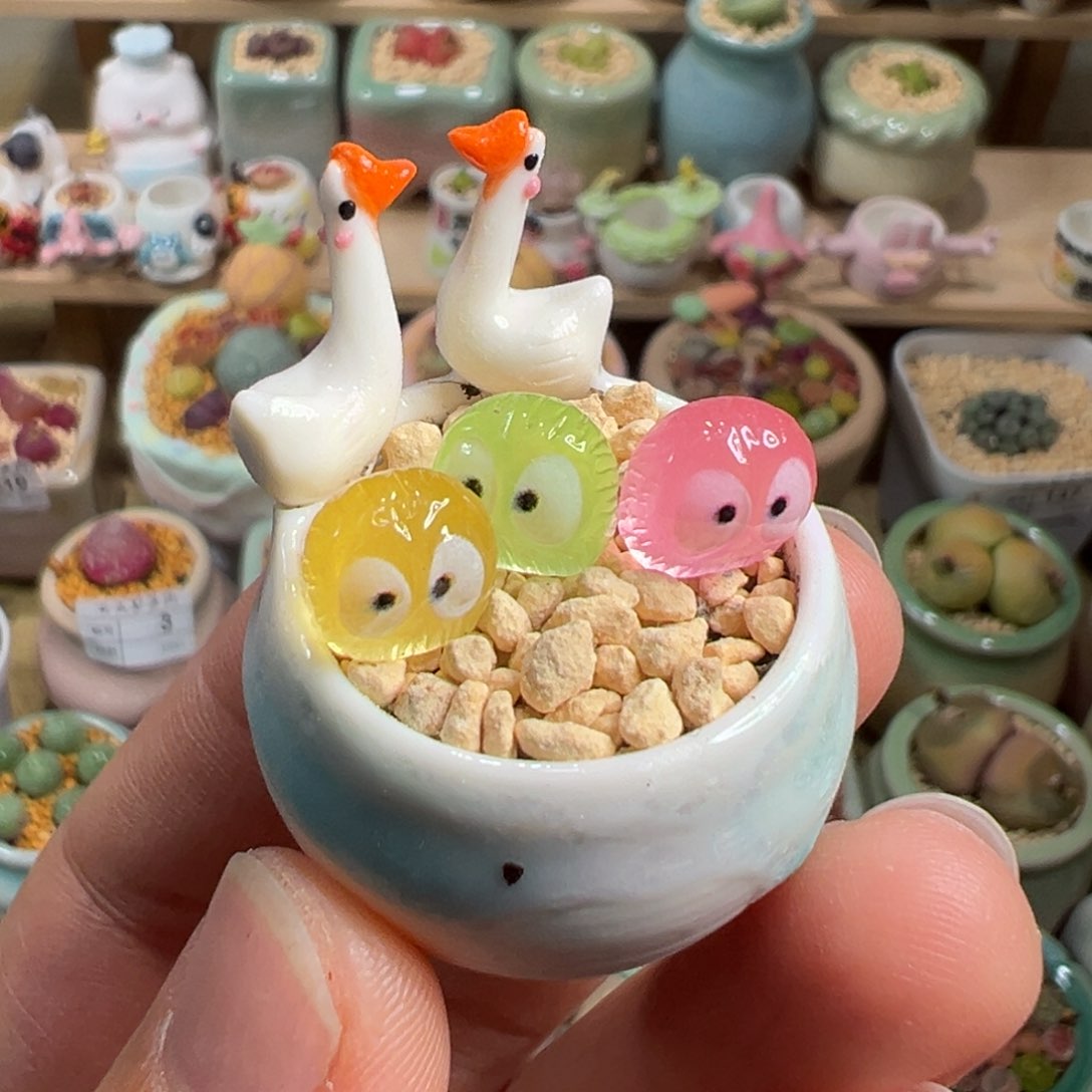 多肉植物5号拇指盆