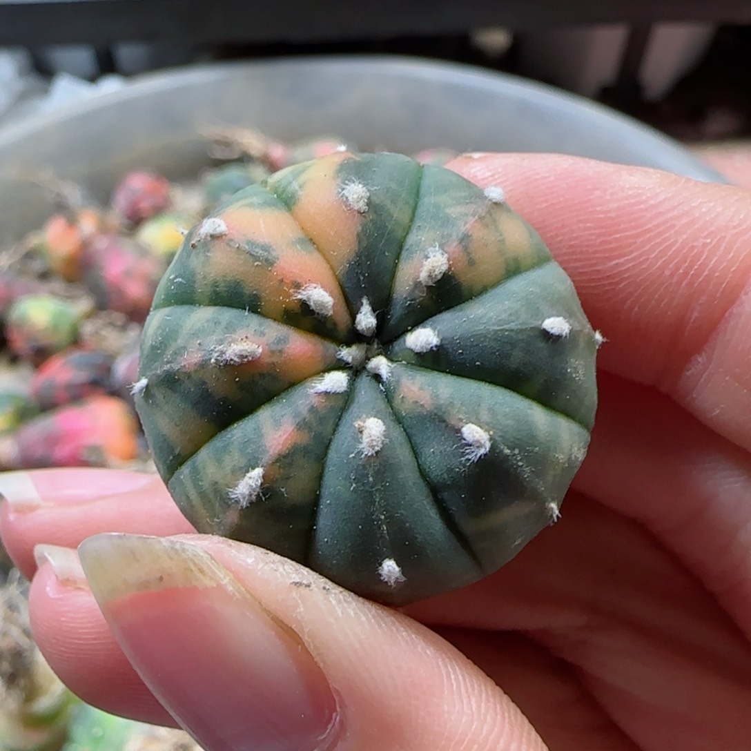 实生兜锦多肉0000