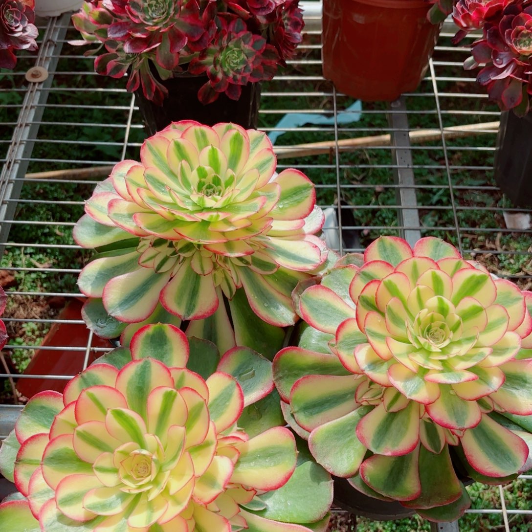 大号荔枝优选量拍多肉法师一个