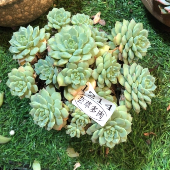 熊猫脸，1214，一物一拍