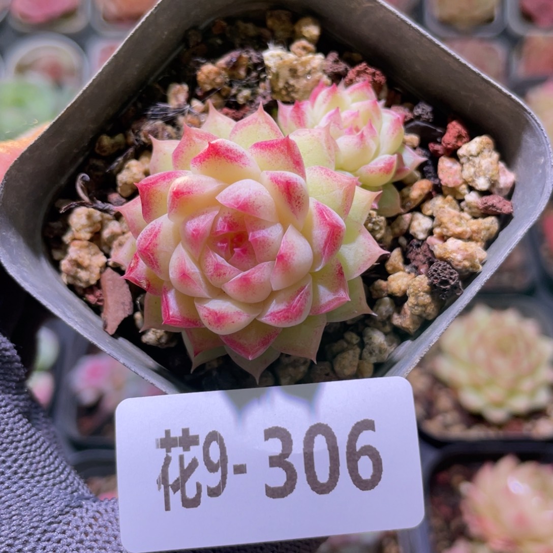 花利美9-306女王玫瑰