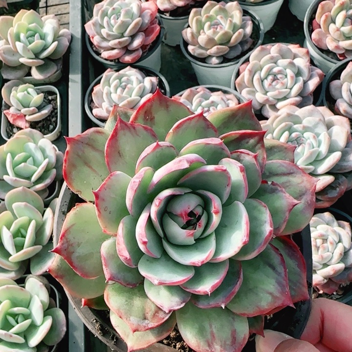 不开花植物惊鸿仙子11公分左右