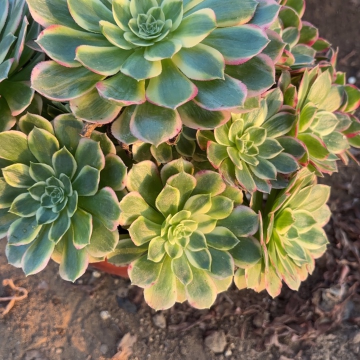 倚***雨海鲜多肉法师不包损