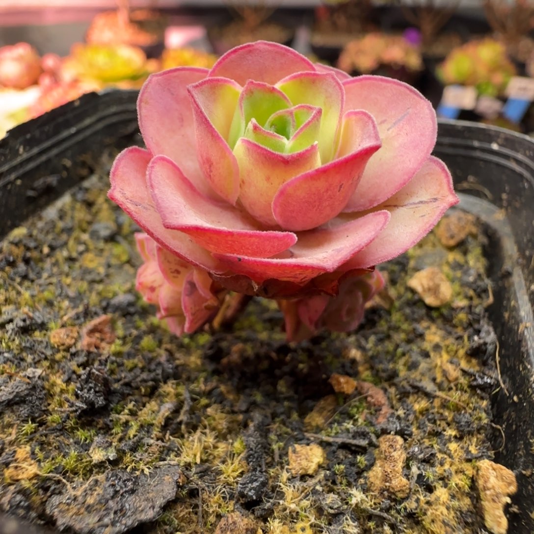 L645半城玫瑰蕾Ａ００１不含盆土