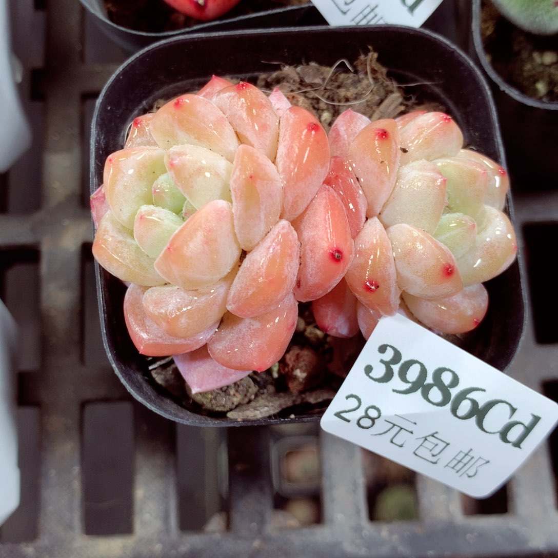 5厘米盆精控多肉3986