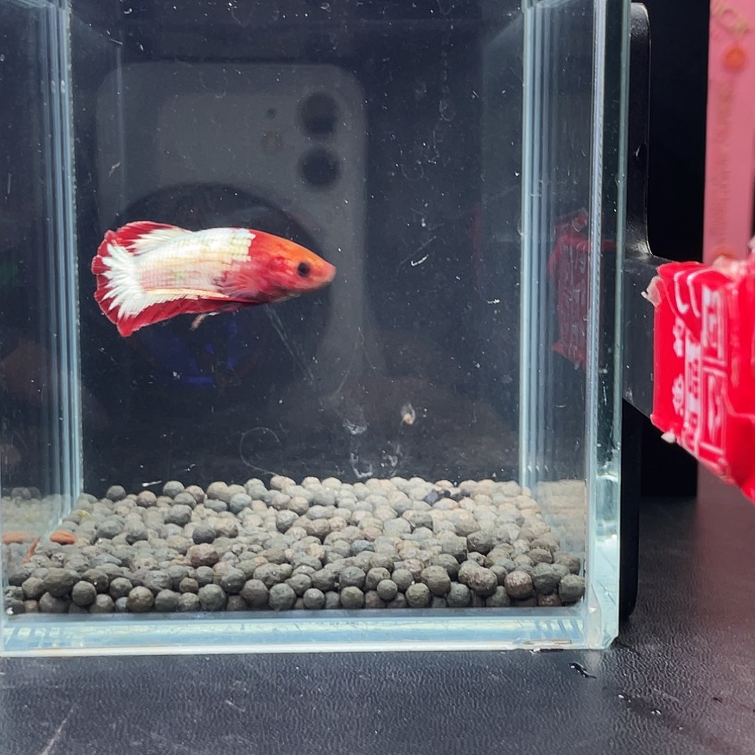 斗鱼22号97早fccp母