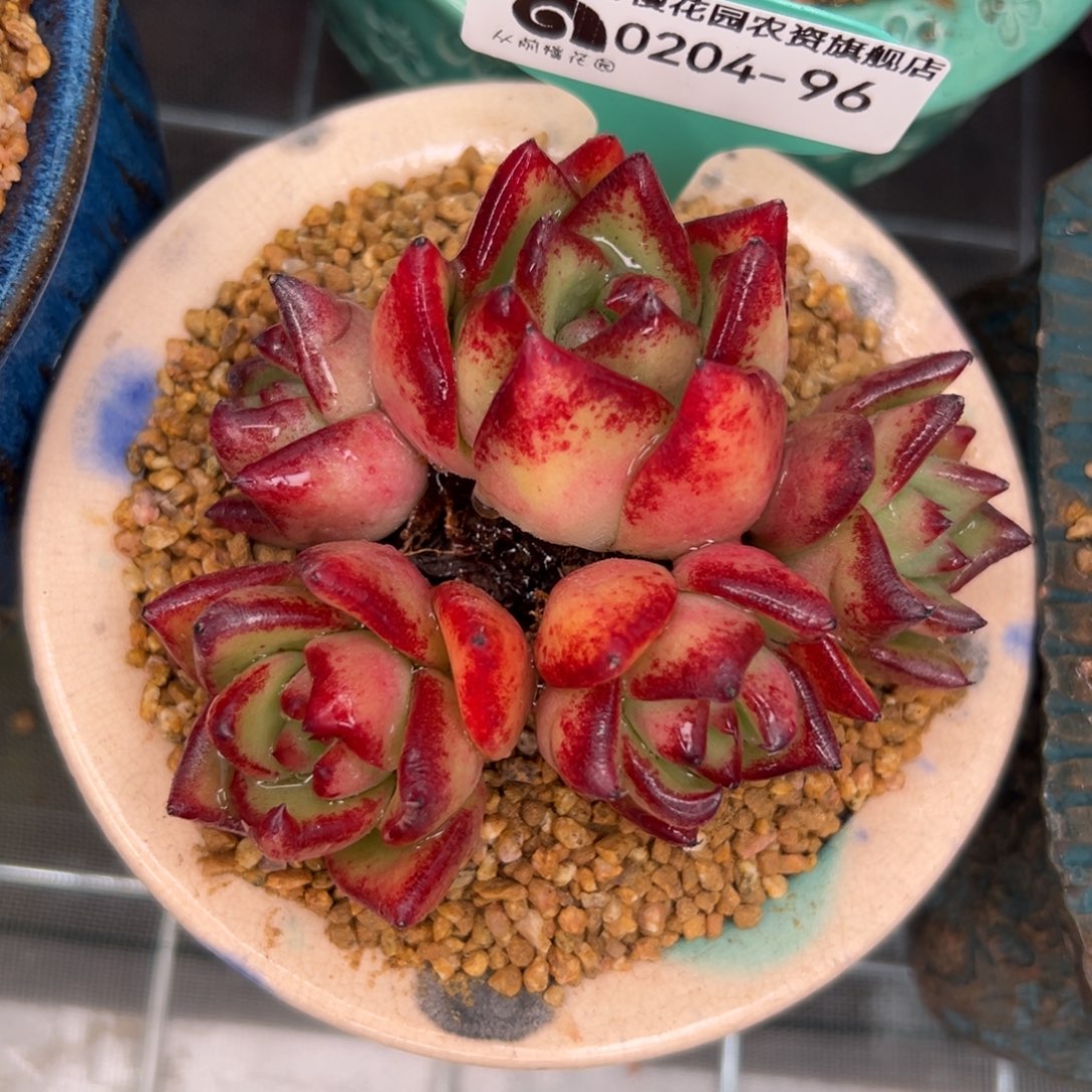 多肉一物一拍0204-96