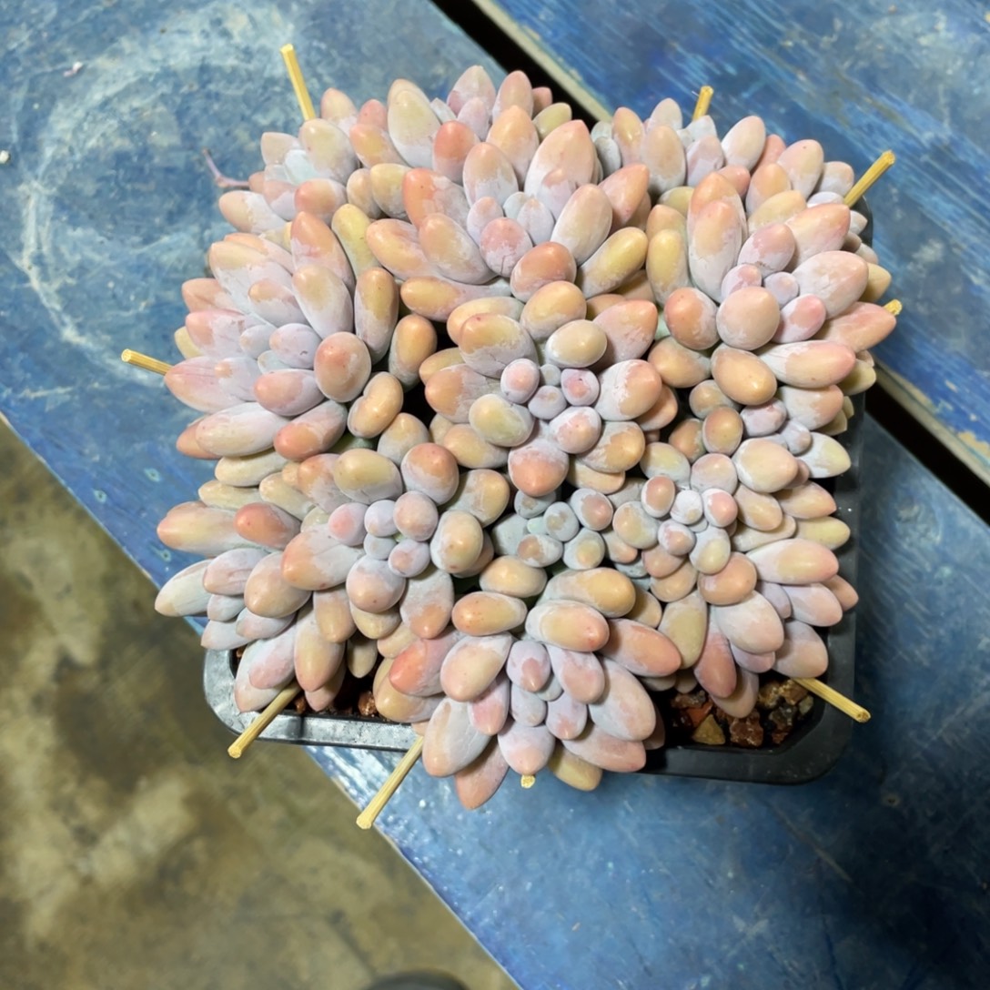 粉恋一物一拍中通快递