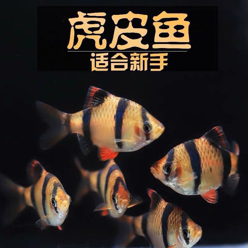 新手好养四间虎皮鱼热带小型活体观赏鱼耐活群游