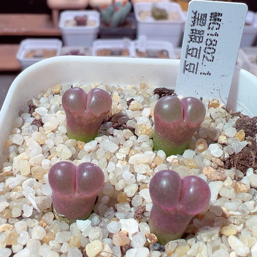 原***我1123-201多肉多肉黑眼豆豆