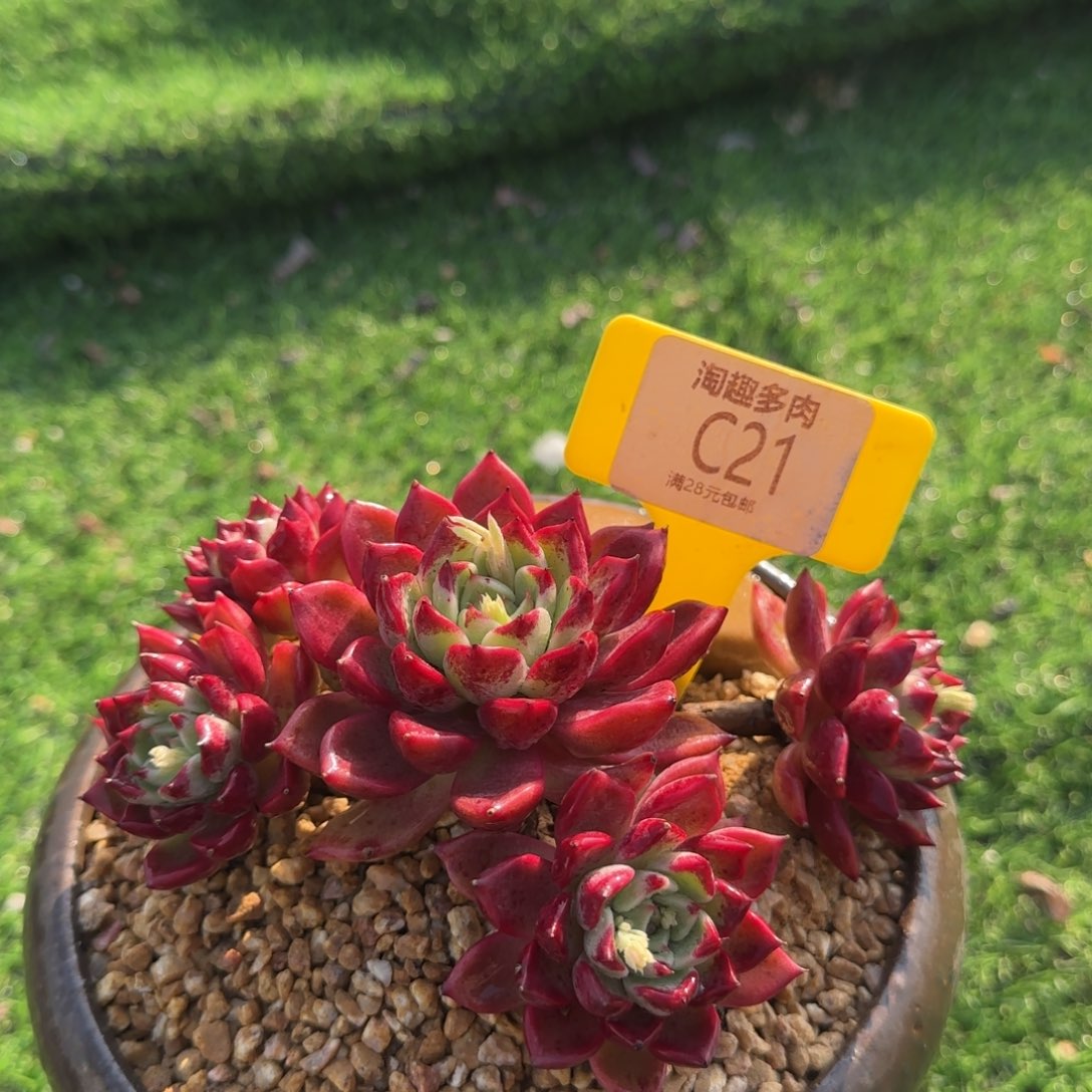 以*多肉植物秋风，老庄，乌木