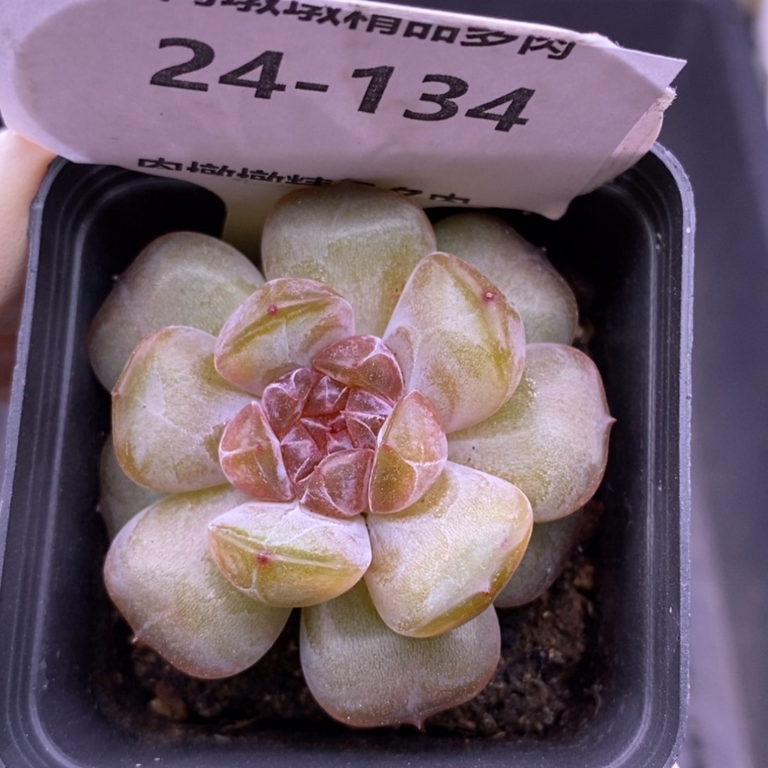 【闪购商品】24-134