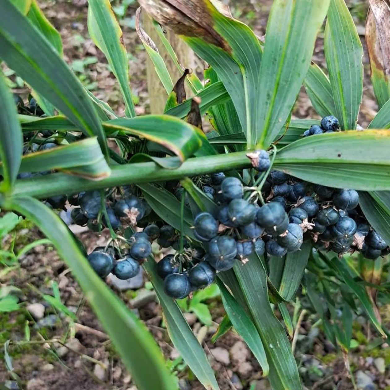 新鲜仙人余粮现挖现发煲汤熬煮腌咸菜泡菜脆嫩