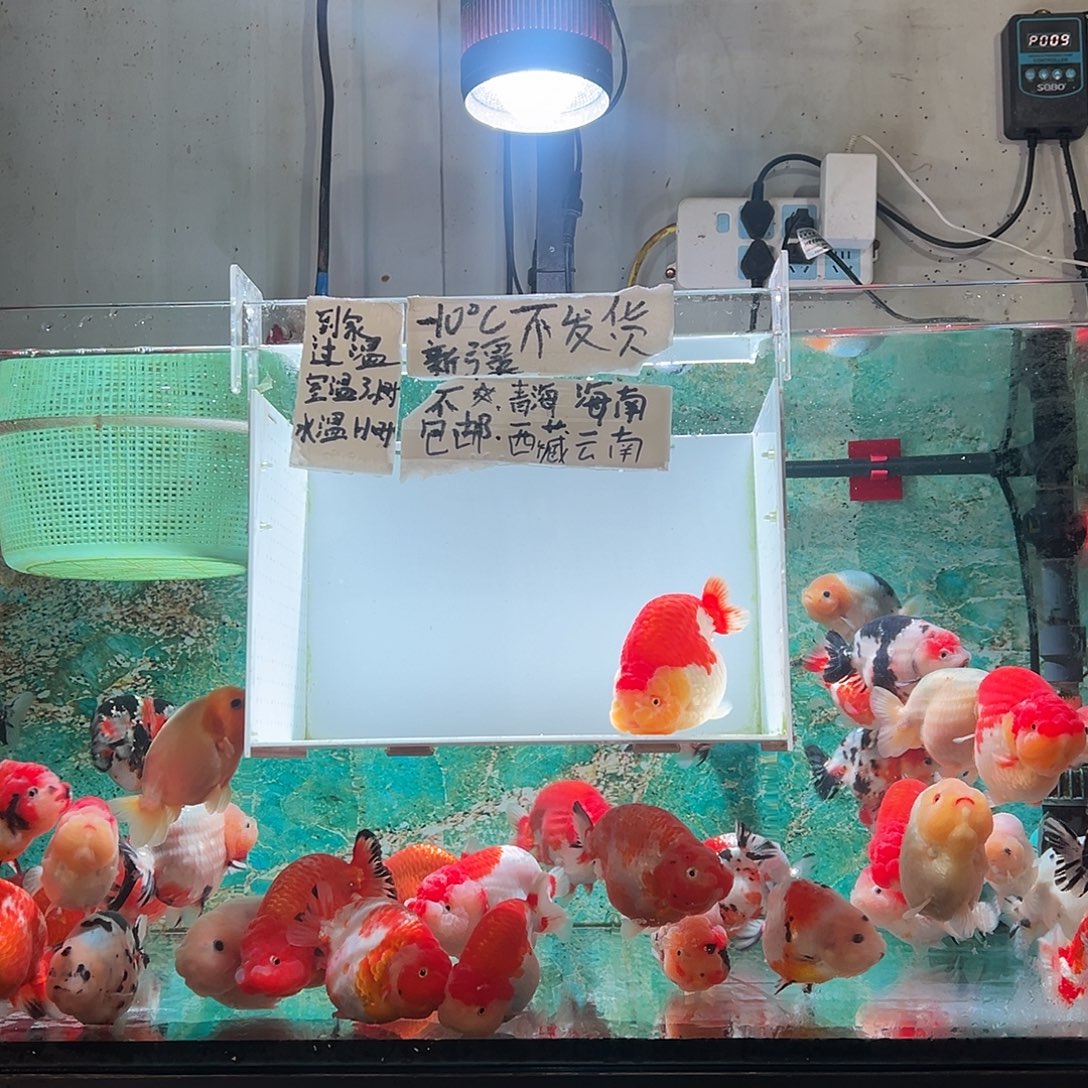 安***然金鱼安然微栽小可爱