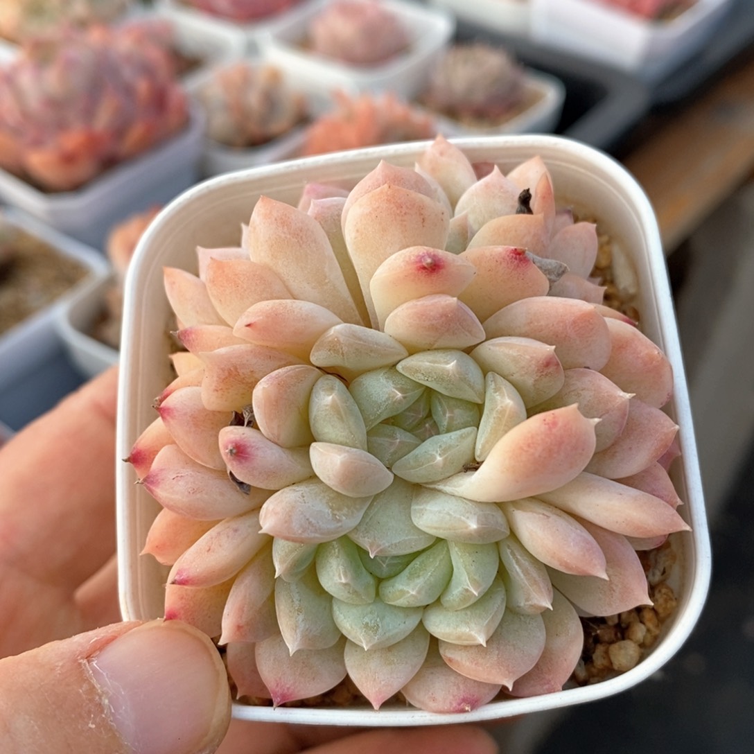 精品多肉一物一拍不包整193