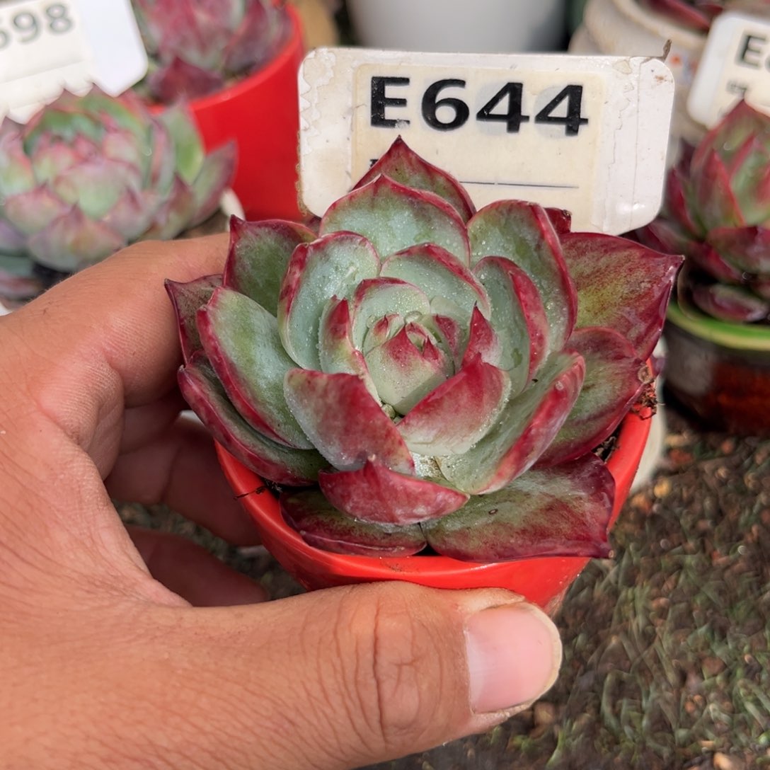 惊鸿一瞥644年多肉