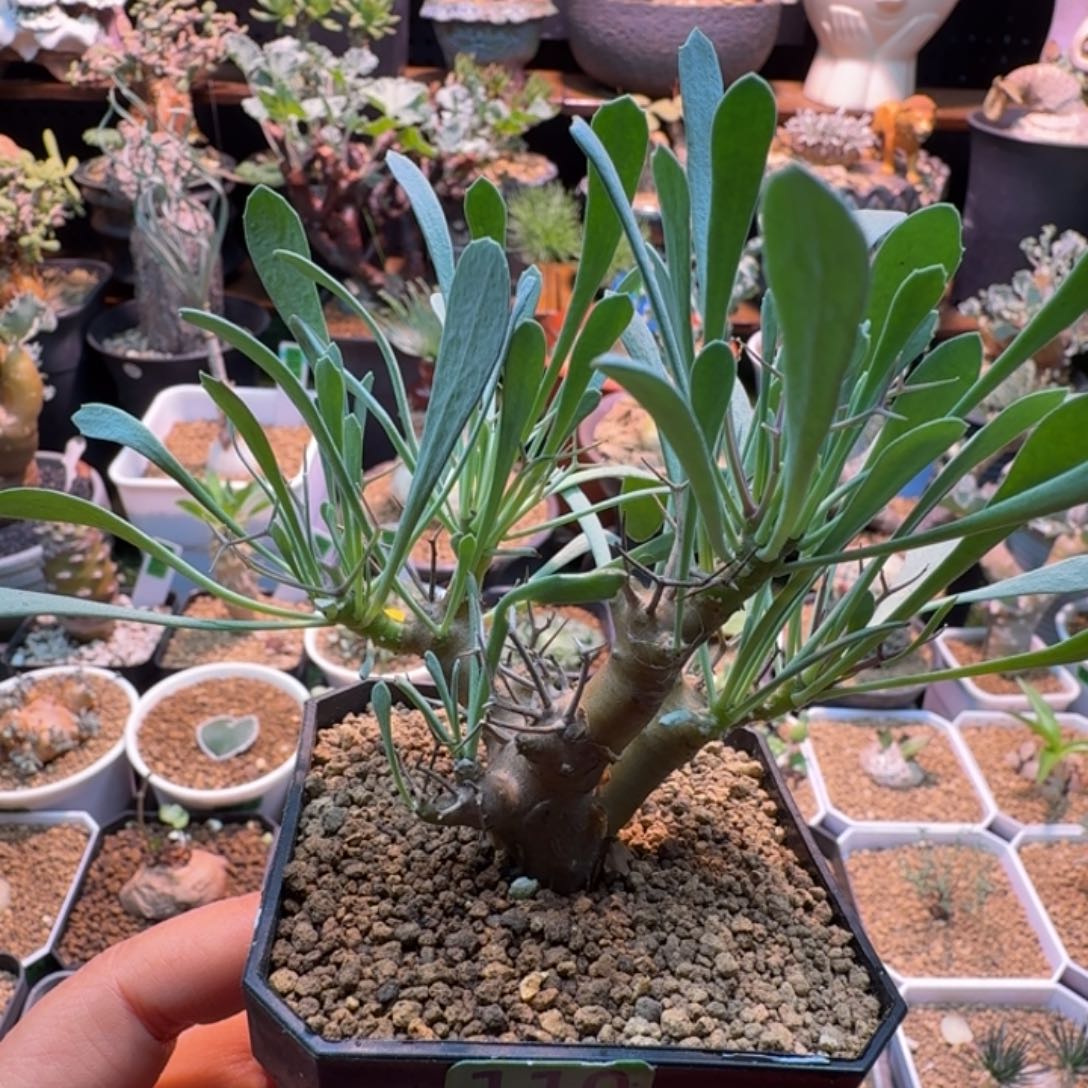 黑鬼殿110 仙人球