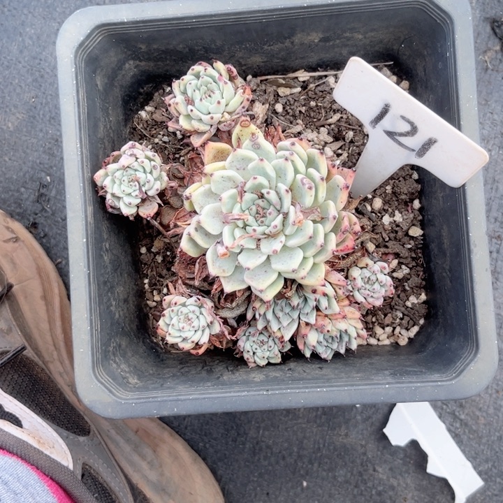 晨语多肉一物一拍