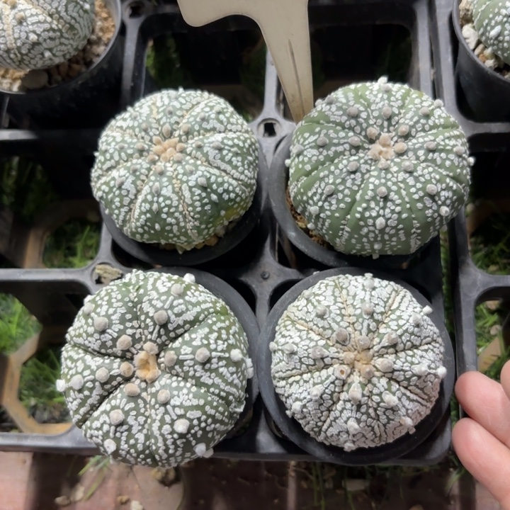 926四个福利款带盆发