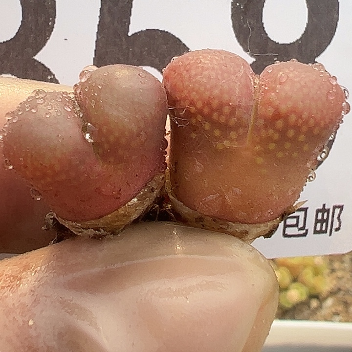 无花朵358号2颗红风铃