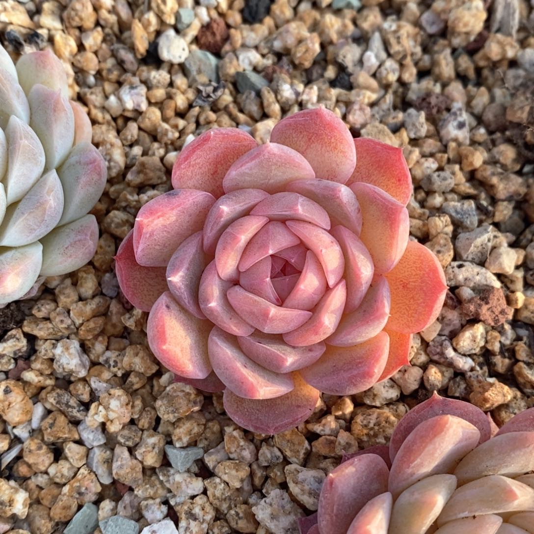 精品多肉一物一拍不包整115